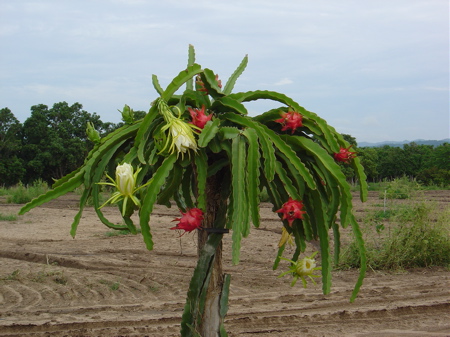 La Pitahaya or the Dragon Fruit July 2, 2007
